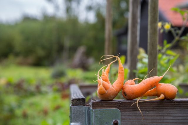 Когда семена закидывают «кучей в куче» и потом ленятся прореживать, корнеплодам просто некуда развернуться. Итог — вместо нормальной моркови и бодрой редиски вырастают мелкие, кривые, зажатые овощи.