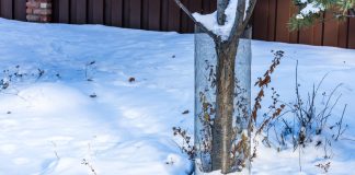 Готовы ли ваши плодовые деревья к зиме — чек-лист садовода