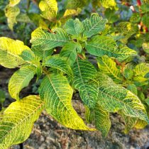 Ирезине (Iresine herbstii) Ирезине (Iresine herbstii)