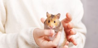 Почему я больше никогда не заведу хомяка?