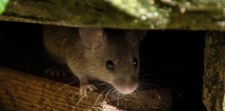 Как не дать грызунам поселится в вашем доме - Животные Как не дать грызунам поселится в вашем доме.