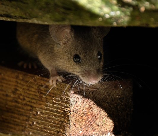 Как не дать грызунам поселится в вашем доме.