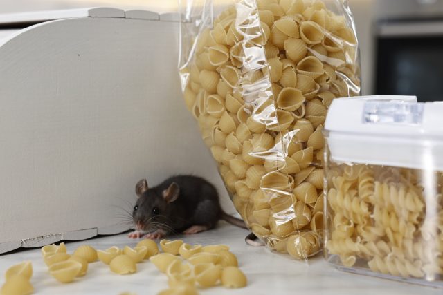 Поэтому один из основных признаков наличия грызунов – это дыры разных размеров в упаковке и просыпи продуктов возле них. Поэтому один из основных признаков наличия грызунов – это дыры разных размеров в упаковке и просыпи продуктов возле них.