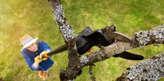 Как омолодить дерево и стоит ли оно того? Пошаговая инструкция - Сад и огород Как омолодить дерево и стоит ли оно того? Пошаговая инструкция.