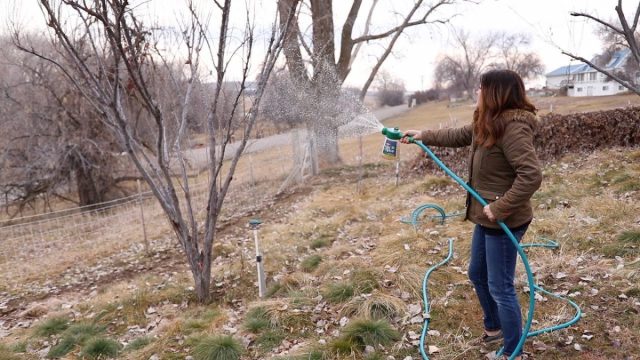 Не забывайте о регулярном осмотре кроны весной и летом. Обеспечьте надежную защиту от грибных заболеваний и вредителей.