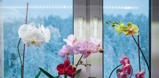 Как поддержать комнатные растения в холодное время года?