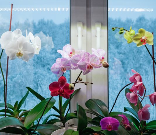 Как поддержать комнатные растения в холодное время года?