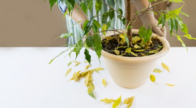 Если зимой он короткий, да ещё и хмурый, то биосинтез хлорофилла и, соответственно, фотосинтезирующие способности листьев падают почти до нуля. Если зимой он короткий, да ещё и хмурый, то биосинтез хлорофилла и, соответственно, фотосинтезирующие способности листьев падают почти до нуля.