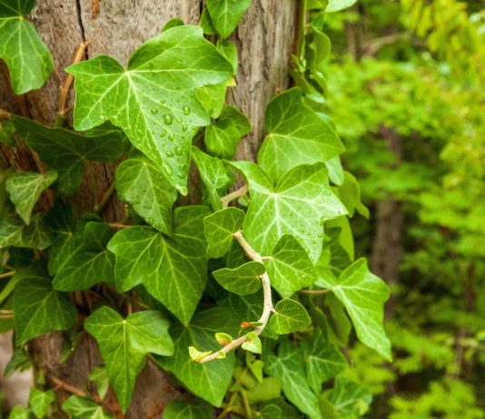 Как вырастить плющ в средней полосе — нюансы и советы.