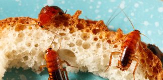 Как защитить дом и постройки на даче от нашествия насекомых.