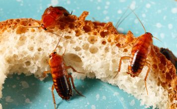 Как защитить дом и постройки на даче от нашествия насекомых Как защитить дом и постройки на даче от нашествия насекомых.