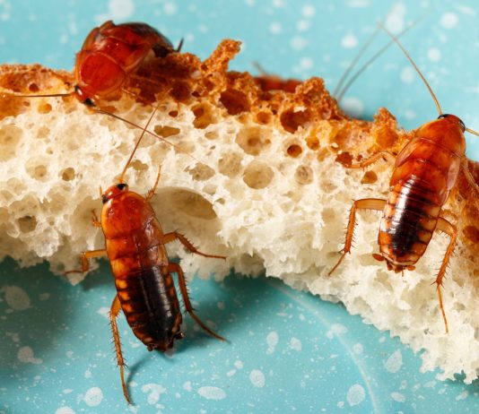 Как защитить дом и постройки на даче от нашествия насекомых - Вредители и болезни Как защитить дом и постройки на даче от нашествия насекомых.