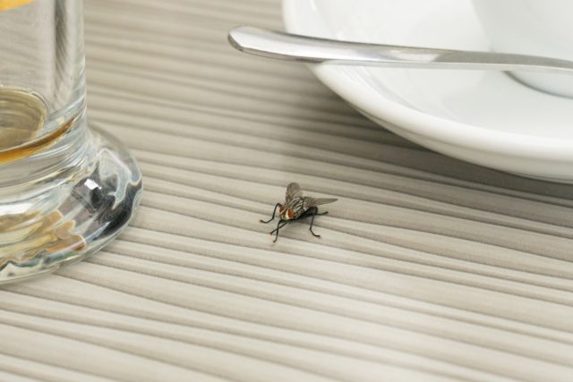 Комнатные мухи являются полифагами – они способны поедать как животную, так и растительную пищу.