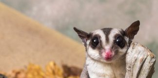 Карликовые осьминоги, сурикаты и 10 ещё модных домашних питомцев