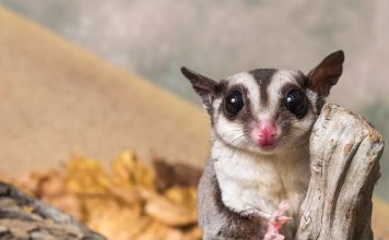 Карликовые осьминоги, сурикаты и ещё 10 трендовых домашних питомцев Карликовые осьминоги, сурикаты и 10 ещё модных домашних питомцев