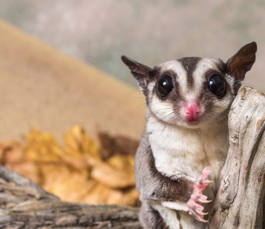 Карликовые осьминоги, сурикаты и 10 ещё модных домашних питомцев