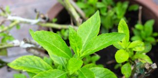 «Лекарство от 100 болезней»: выращиваем джинуру прокумбенс «Лекарство от 100 болезней»: выращиваем джинуру прокумбенс.