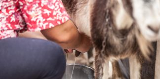 Лучшие молочные породы коз - Козы, овцы и другой мелкий рогатый скот Лучшие молочные породы коз.