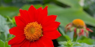 Мексиканский подсолнух — лучший однолетник для осеннего цветника.