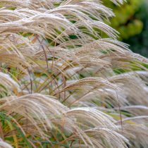 Мискантус (Miscanthus) Мискантус (Miscanthus)