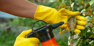 3 неожиданных способа защиты сада от вредителей — сработало всё! 3 неожиданных способа защиты сада от вредителей — сработало всё!