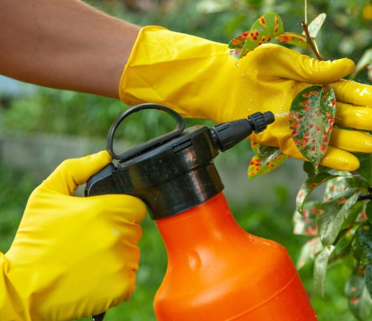 3 неожиданных способа защиты сада от вредителей — сработало всё! - Удобрения и средства защиты 3 неожиданных способа защиты сада от вредителей — сработало всё!