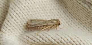 Моль в доме бывает разная — в чем отличия вредителей и как их вывести.