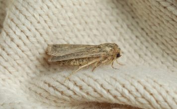 Моль в доме бывает разная — в чем отличия вредителей и как их вывести Моль в доме бывает разная — в чем отличия вредителей и как их вывести.