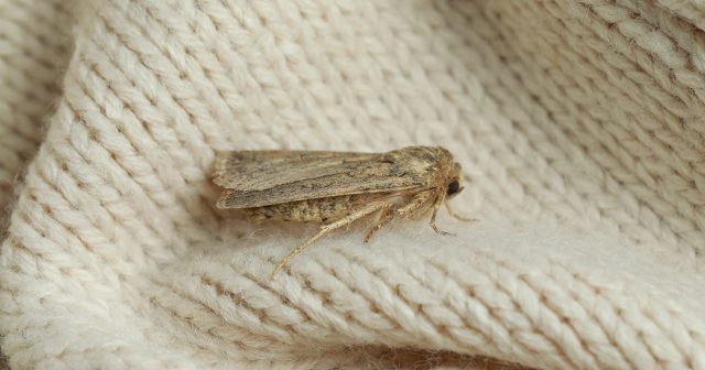 Моль в доме бывает разная — в чем отличия вредителей и как их вывести.