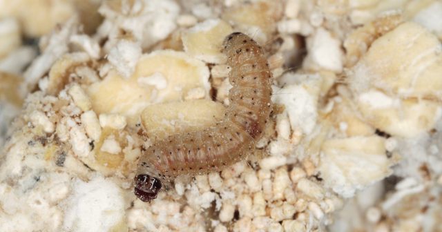 Самки огнёвок очень любят и на кухне находить раскрытые и надолго забытые упаковки с подобными продуктами.