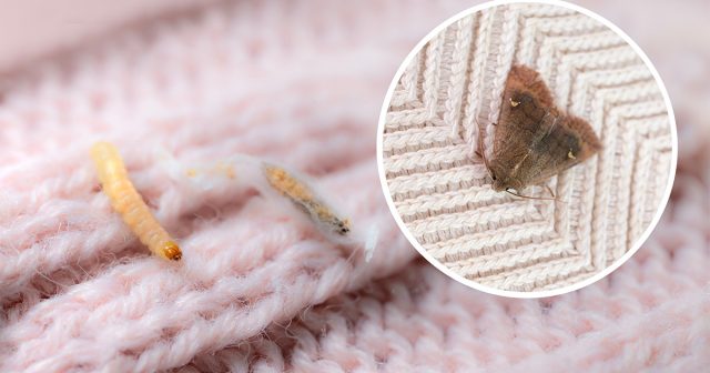 Потери от появления вещевых молей могут быть гораздо масштабнее. Но и доступных инструментов борьбы с ними значительно больше.