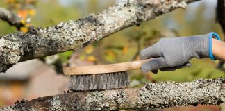 Не губите сад в погоне за вредителями — по-настоящему рабочие методы.