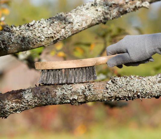 Не губите сад в погоне за вредителями — по-настоящему рабочие методы.