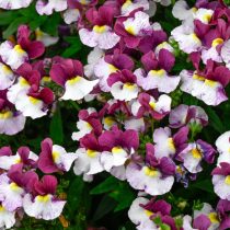 Немезия (Nemesia) Немезия (Nemesia)