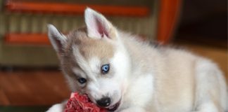 Нужно ли кормить кошек и собак сырым мясом?