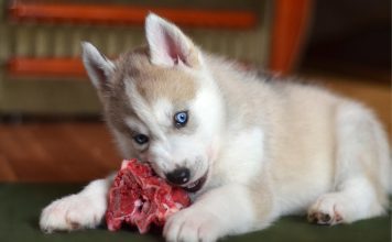 Нужно ли кормить кошек и собак сырым мясом? Нужно ли кормить кошек и собак сырым мясом?