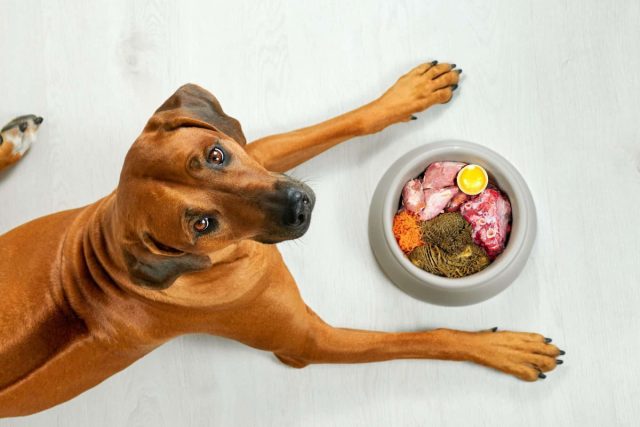 В отличие от сухих кормов и вареных продуктов, в сыром мясе сохраняются все белки и жизненно важные аминокислоты, а также витамины и минералы.