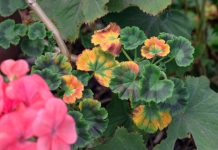 Почему сохнет и гибнет пеларгония? Полный список проблем Почему сохнет и гибнет пеларгония? Полный список проблем.