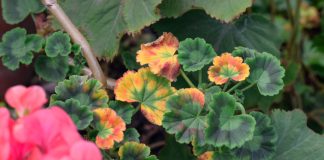 Почему сохнет и гибнет пеларгония? Полный список проблем Почему сохнет и гибнет пеларгония? Полный список проблем.