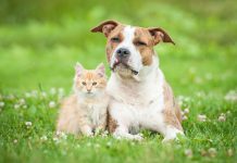 Почему я заменила собаку на кошку и считаю это лучшим решением? Почему я заменила собаку на кошку и считаю это лучшим решением?