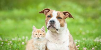 Почему я заменила собаку на кошку и считаю это лучшим решением? - Животные Почему я заменила собаку на кошку и считаю это лучшим решением?