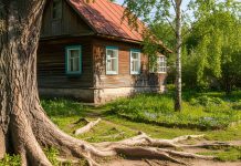 Посадить эти деревья — большая ошибка, которая дорого обойдется Посадить эти деревья — большая ошибка, которая дорого обойдется