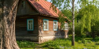 Посадить эти деревья — большая ошибка, которая дорого обойдется