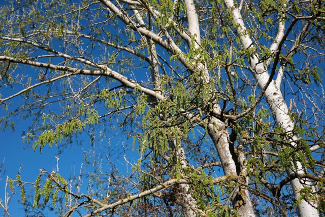 Взрослый серебристый тополь, растущий на участке