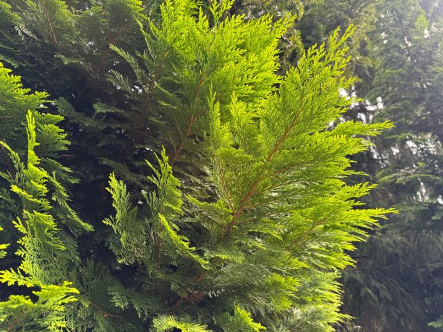 Живая изгородь из туи в саду