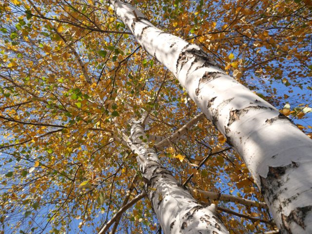 Взрослая береза на на участке