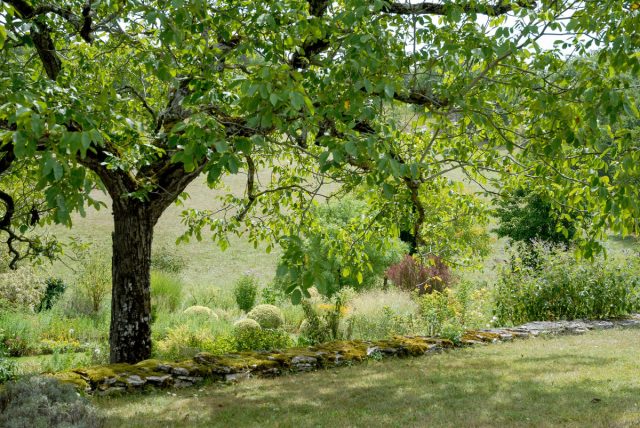 Мощное дерево грецкого ореха с широкой кроной