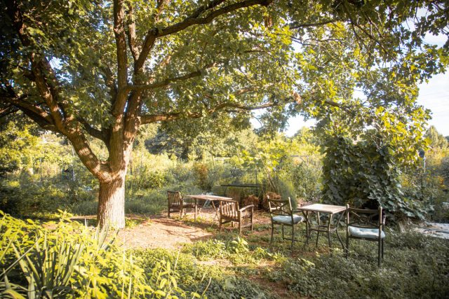 Огромный старый дуб, занимающий большую часть участка