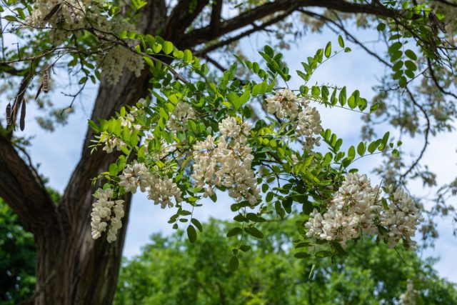 Ветка белой акации с острыми шипами и белыми цветами крупным планом
