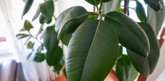 Правила размножение каучуконосного фикуса — 3 способа с инструкциями.